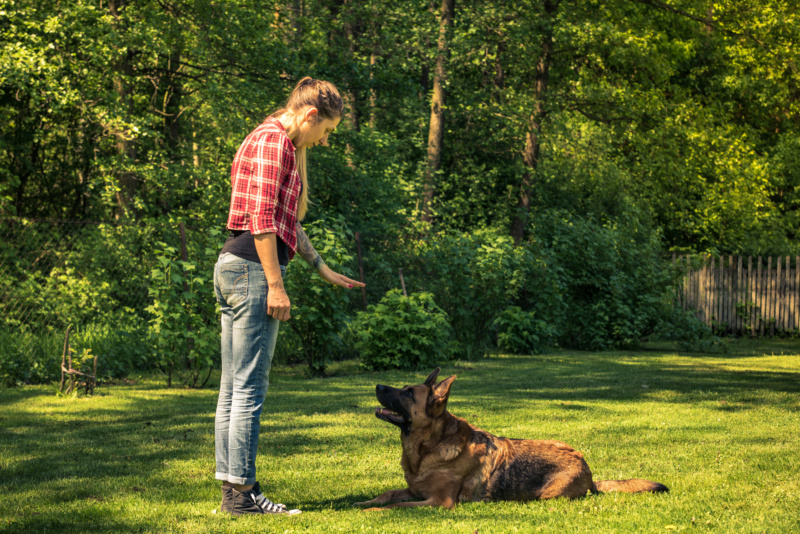 Private Dog Training in Pembroke, MA with Pawsitively Obedient