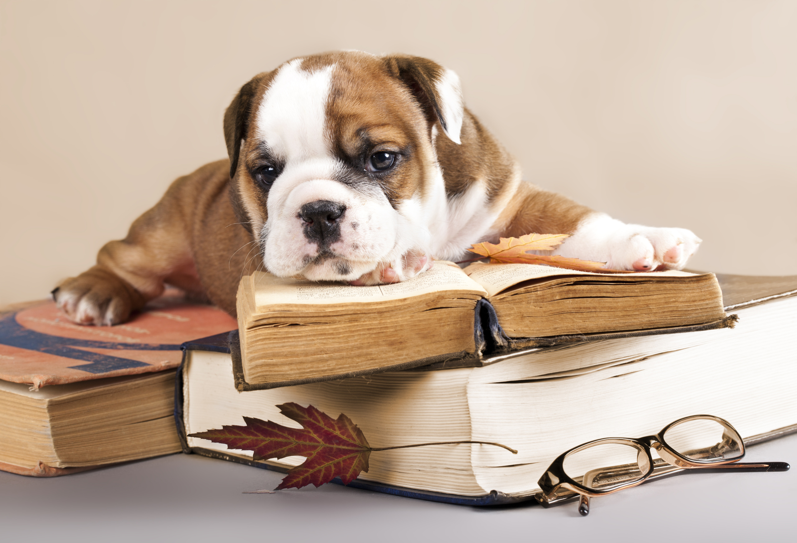 purebred english Bulldog puppy and book