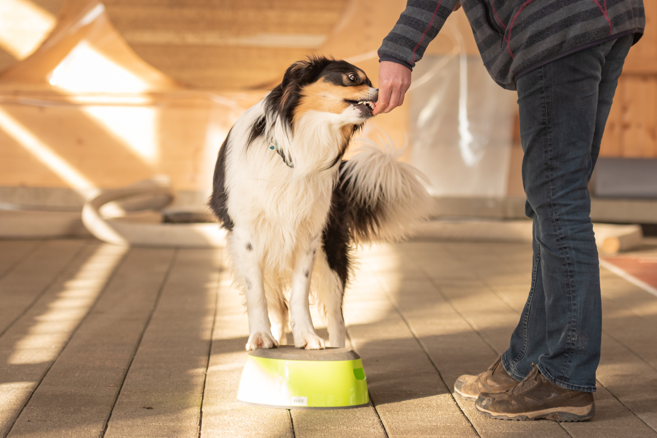 Obedient Border Collie Dog stands on a stool and with the help o