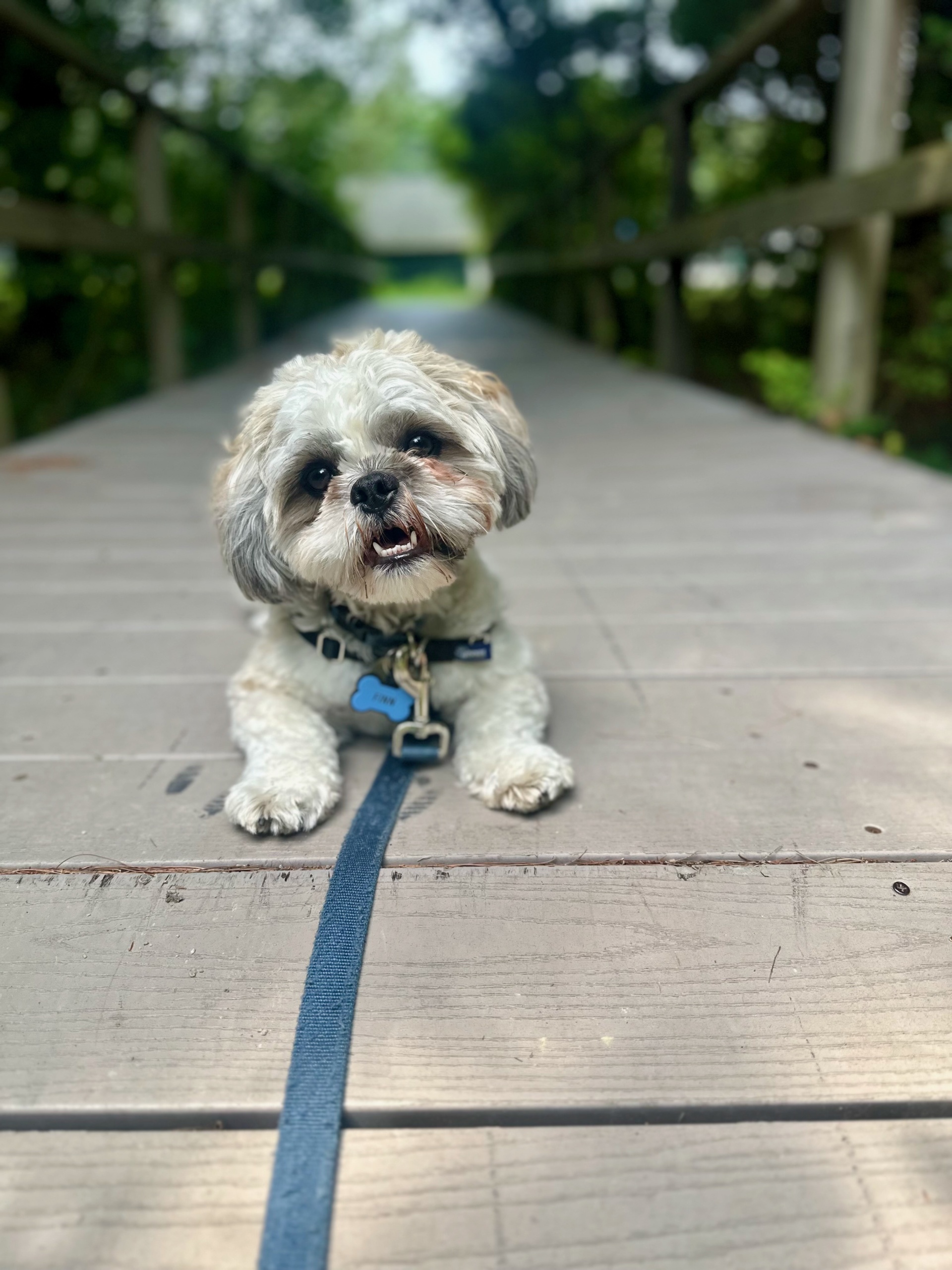 Finn (dog) lying on boardwalk